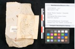 Foto (Objekt + Etikett) von Myrica lignitum Unger (NHMW-GEO-2024-0188-4030)